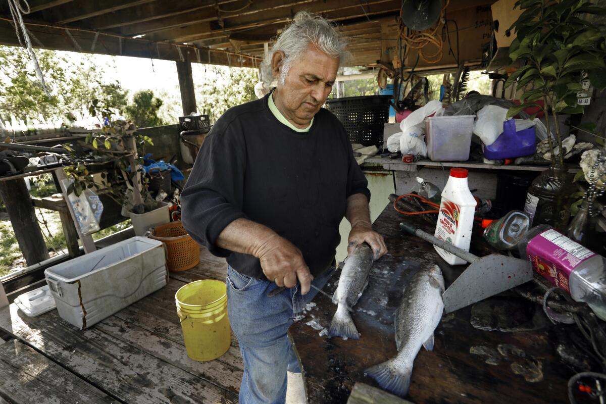 Edison Dardar is one of the island's few residents still living almost entirely off the land and water. (Carolyn Cole / Los Angeles Times)