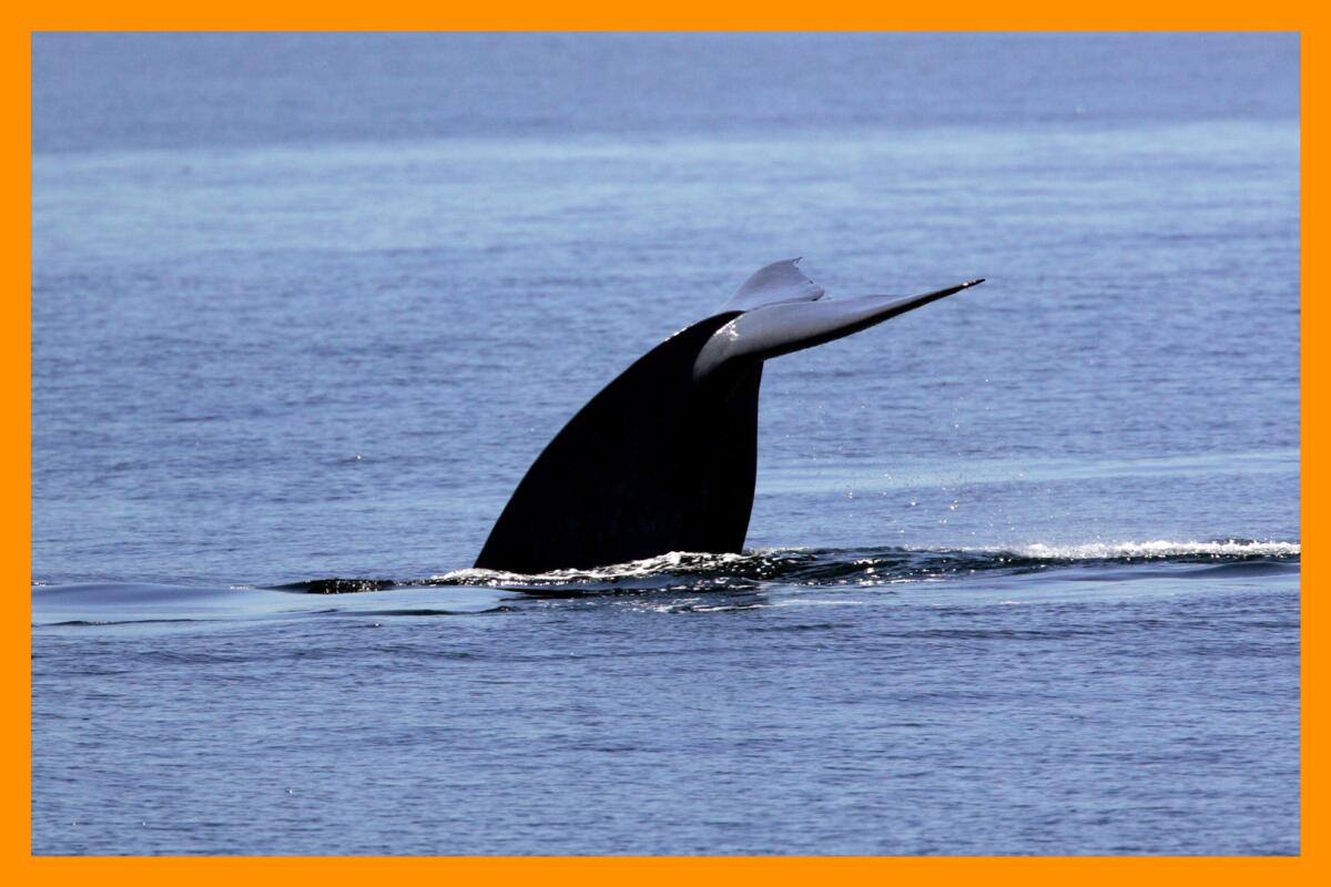 A whale tail is visible above the water