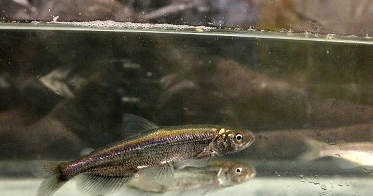 One other California fish is added to the endangered species listing