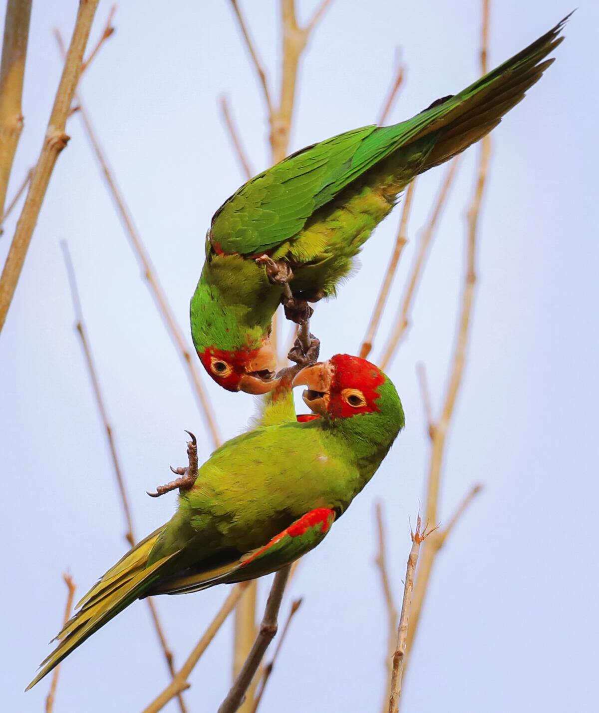 Two red-masked parakeets interact with each other while perched in the branches of a tree in Temple City.