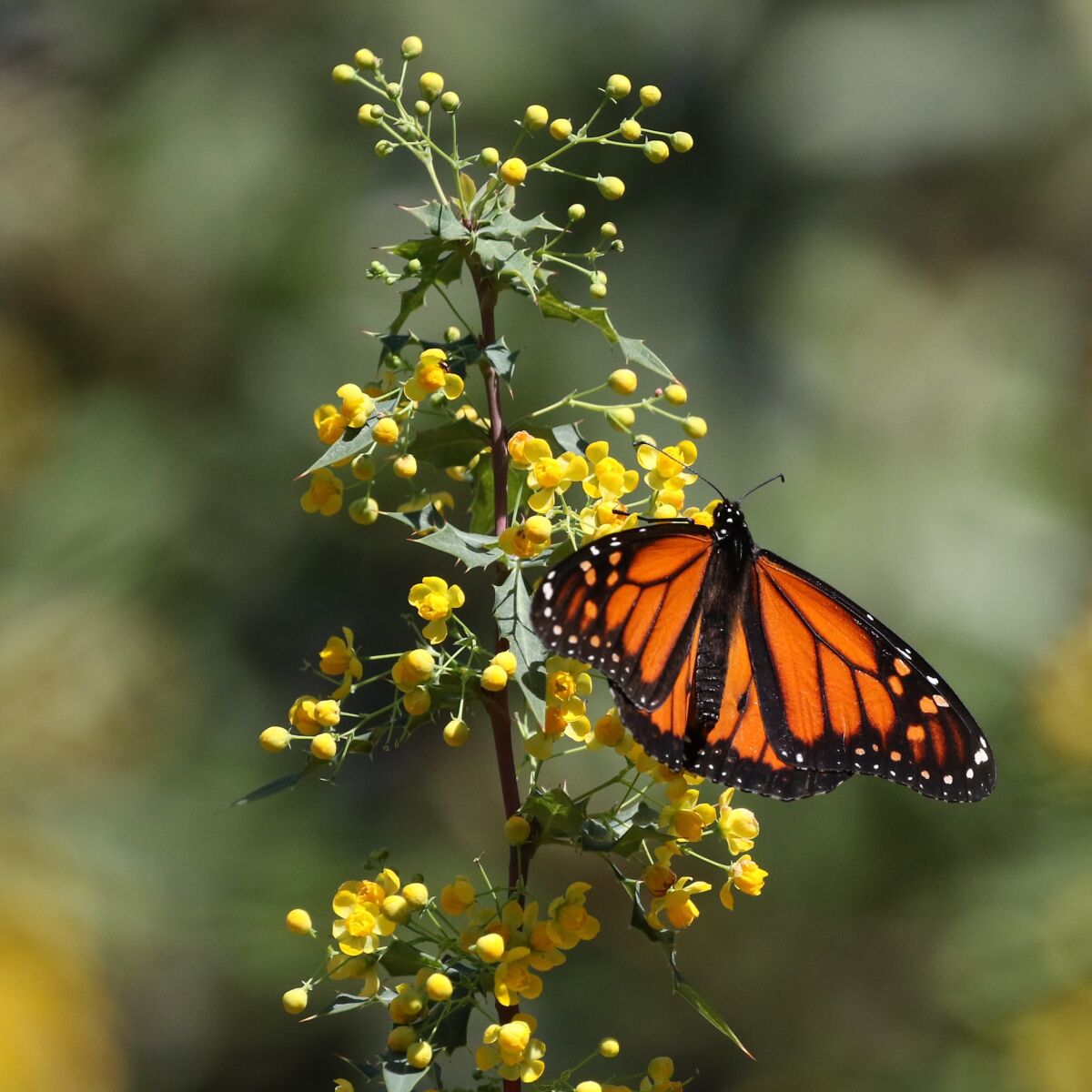 A monarch butterfly rests on Nevin's barberry (Mahonia nevinii), a California native plant.