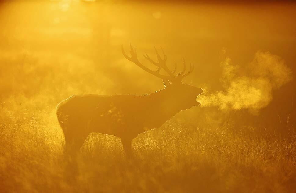 Red deer