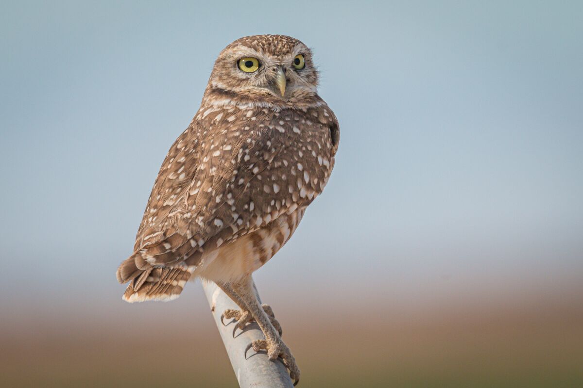 A burrowing owl at the Salton Sea. January is a good time to go to the Salton Sea for bird-watching.