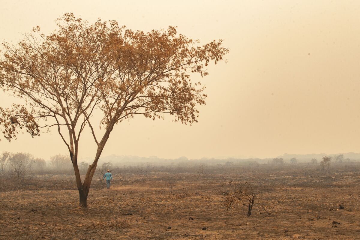 An recently burned area at the Encontro das Aguas park at the Pantanal wetlands near Pocone, Mato Grosso state, Brazil, Saturday, Sept. 12, 2020. Wildfire has infiltrated the park as the number of fires at the world's biggest tropical wetlands has more than doubled in the first half of 2020, according to data released by a state institute. (AP Photo/Andre Penner)