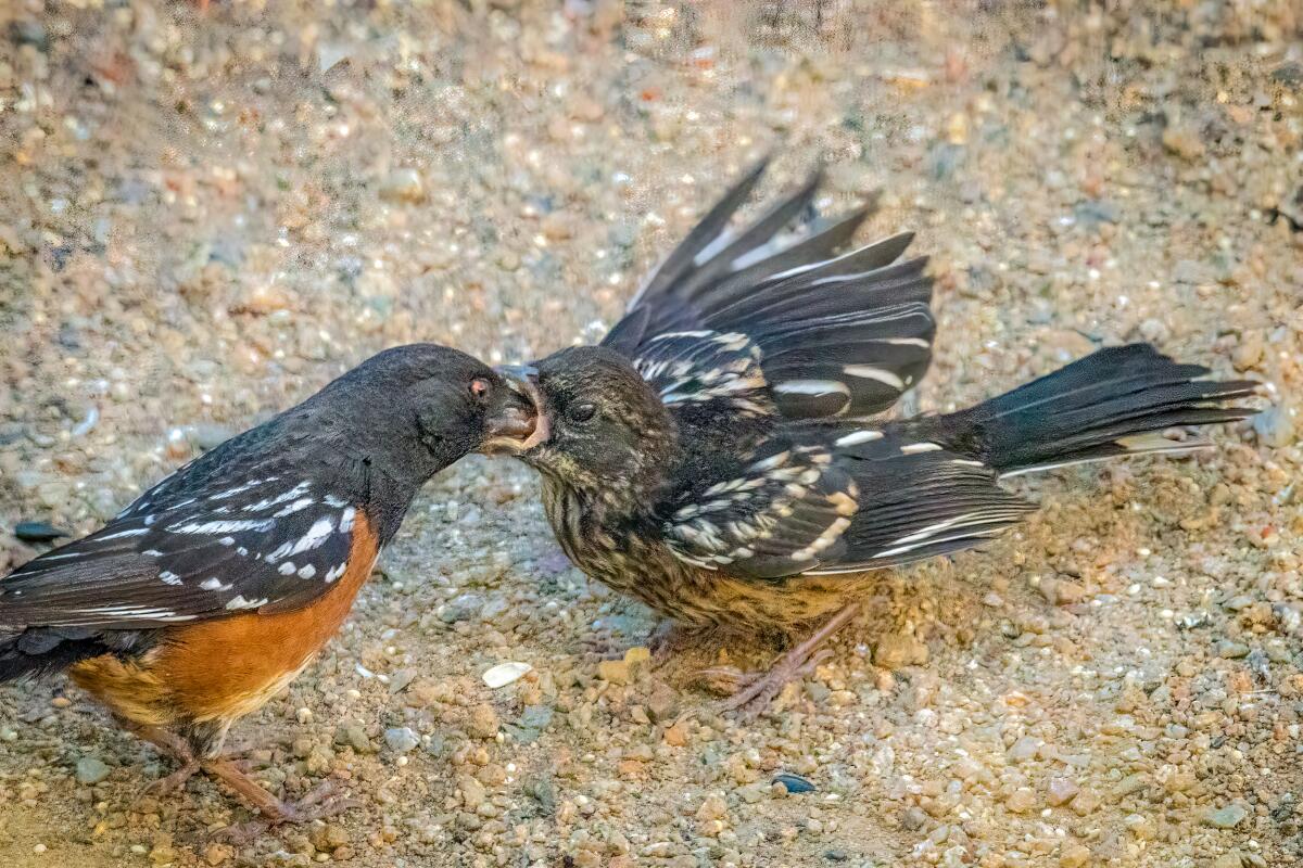 A spotted towhee adult and chick.