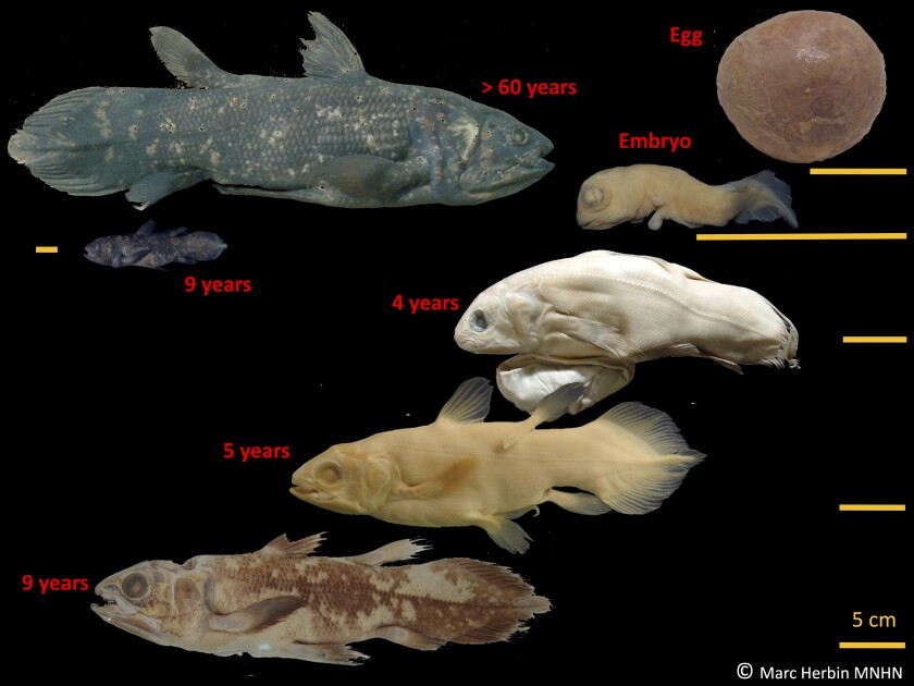 A chart that shows the development stages of the coelacanth fish.