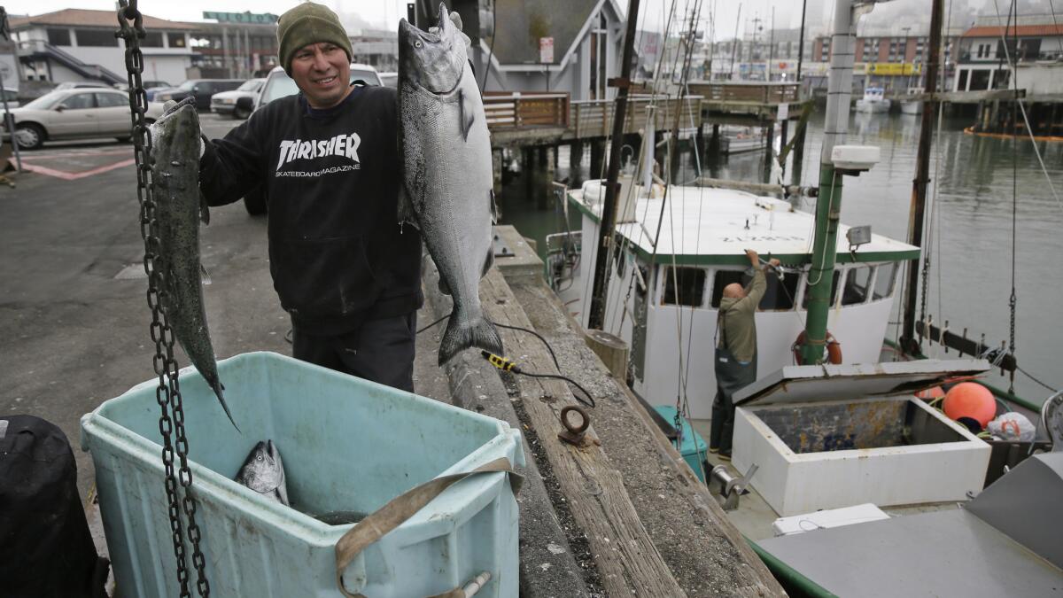 California sails toward biggest salmon harvest in years - The San Diego  Union-Tribune
