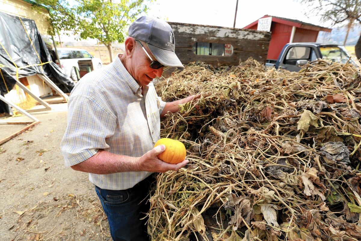 Bob Lombardi, owner of the shut-down Lombardi Ranch, looks at one of the baby bear pumpkins he was able to grow on only two acres because of the drought.