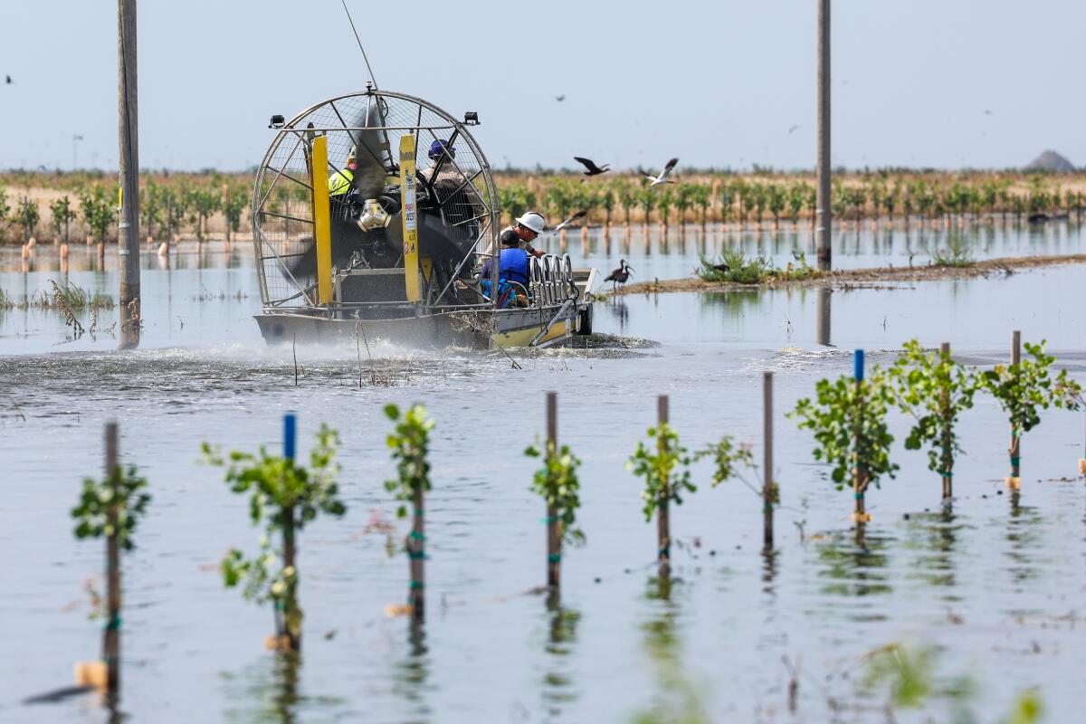 People work on an airboat near rows of young trees in floodwaters