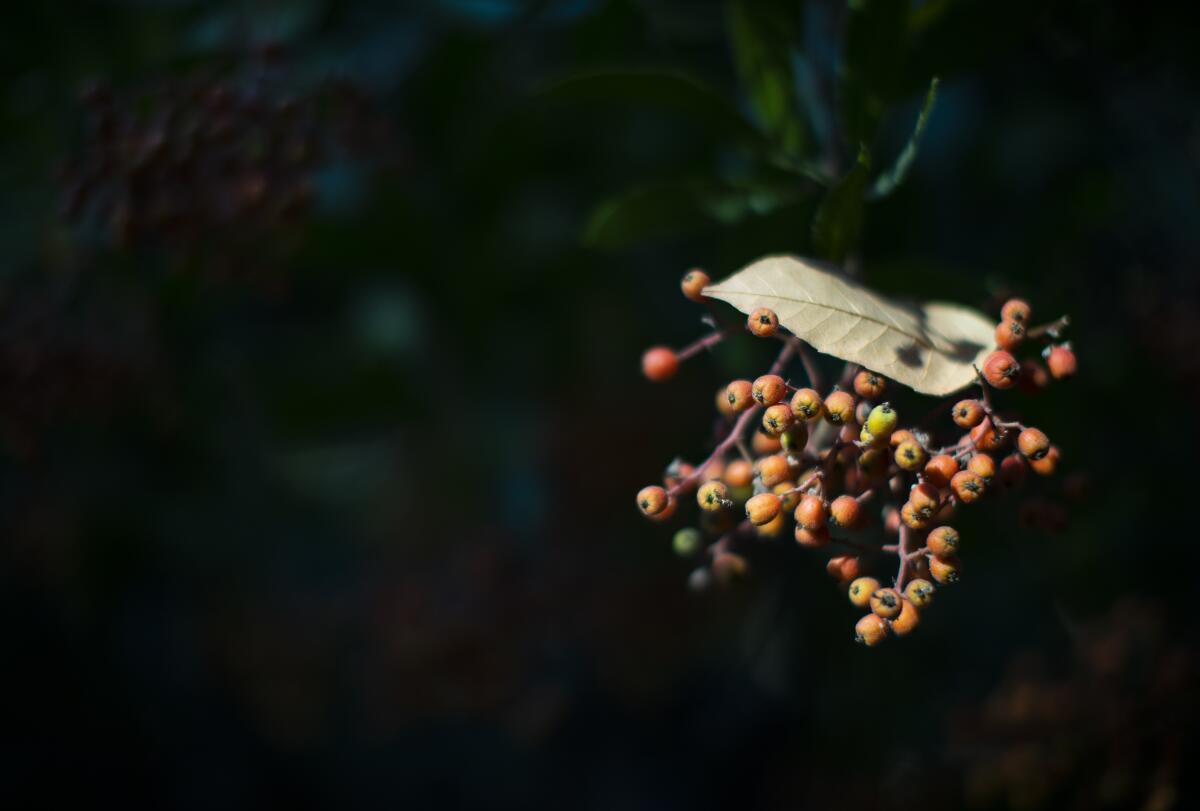 Peppercorns grow up a wide dirt road past the baseball fields at Rose Hill Park.