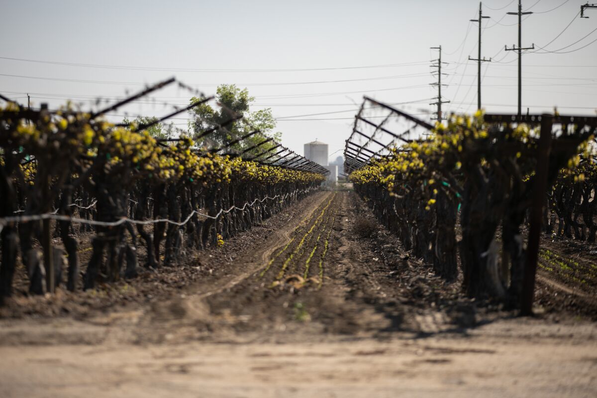 Long rows of grapevines grow in a vineyard in Bakersfield on March 23.