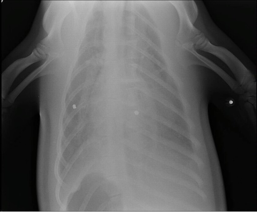 An X-ray of a sea lion named Mandalorian shows bullet fragments. The animal, rescued in Newport Beach in December, was euthanized because of her injuries, the Pacific Marine Mammal Center said.