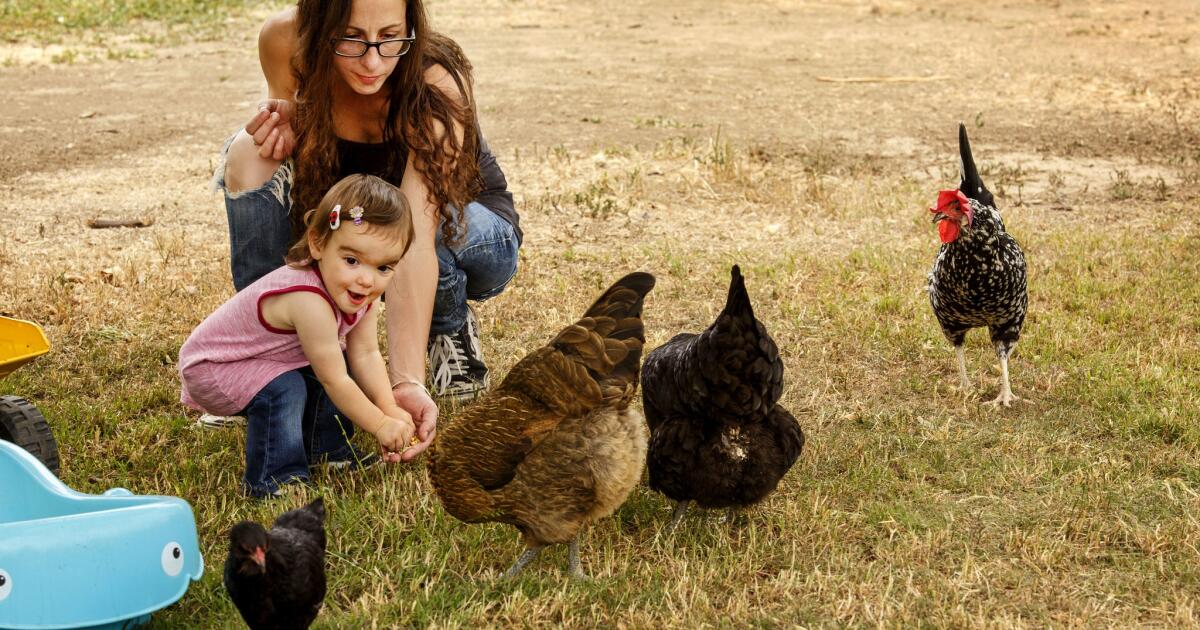 More city dwellers are embracing 'hobby farms': 'It's like we live in the country'