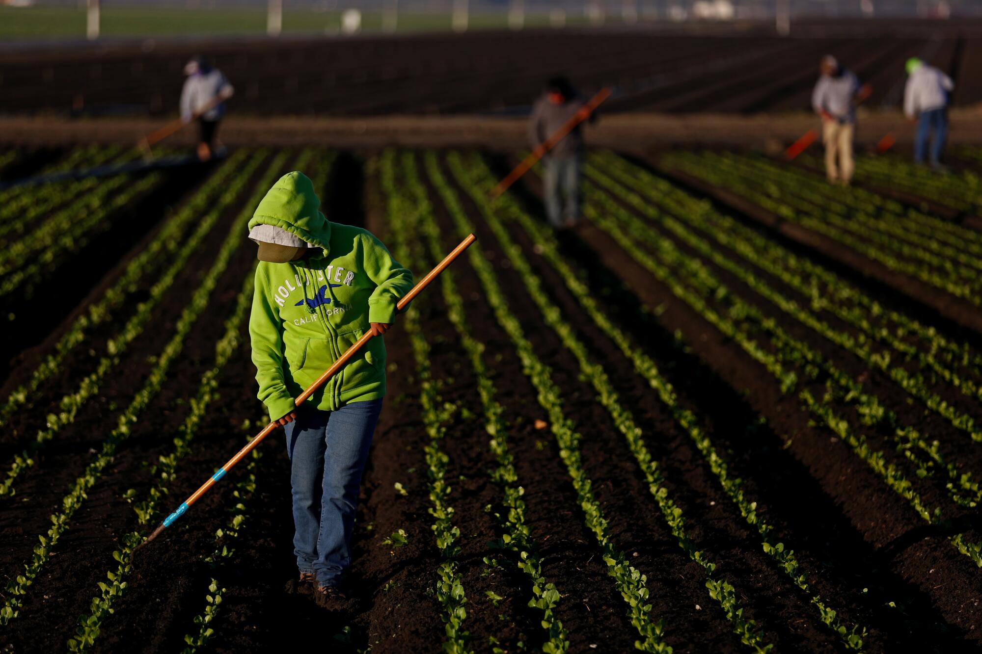 A farmworker culls lettuce.