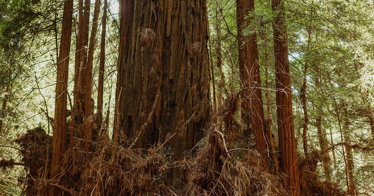 Clar Tree Sonoma County's Clar Tree may finally be protected for good - Los ...