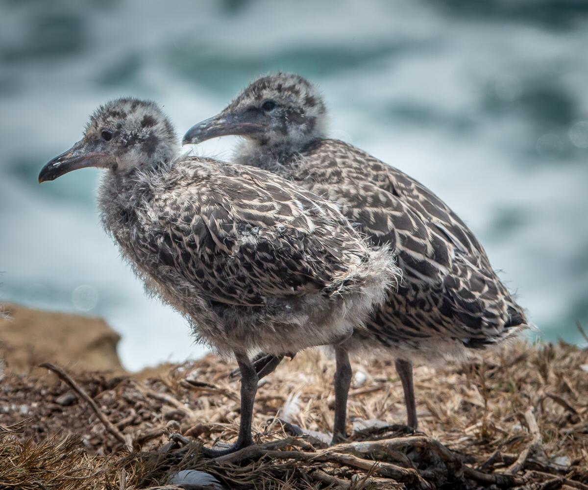 A pair of gull chicks.