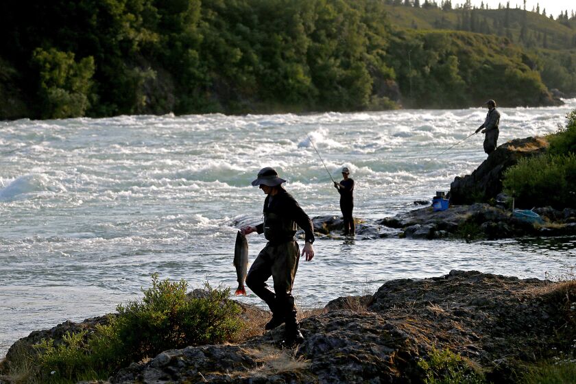 ILIAMNA, ALASKA - JULY 23, 2019. Anglers fish for sockeye salmon along the rapids of the Newwhalen River near Iliamna. Local residents say their entire ecosystem revolves around sockeye salmon, which nourish people, animals and plant life all along the headwaters and tributaries of Bristol Bay. They fear that tailings from the proposed Pebble Mine could pollute the environment. The proposed mine site is said to contain 55 billion pounds of copper, 3.3 billion pounds of molybdenum, and 67 million ounces of gold. Meantime, sockeye salmon comprise the largest wild salmon run in the world and are vital to the native way of life as well as the local economy. (Luis Sinco/Los Angeles Times)