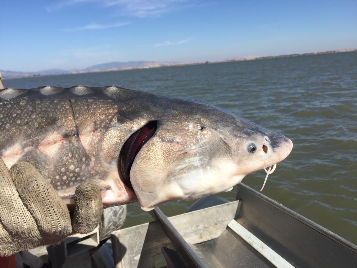 A white sturgeon is held on a boat