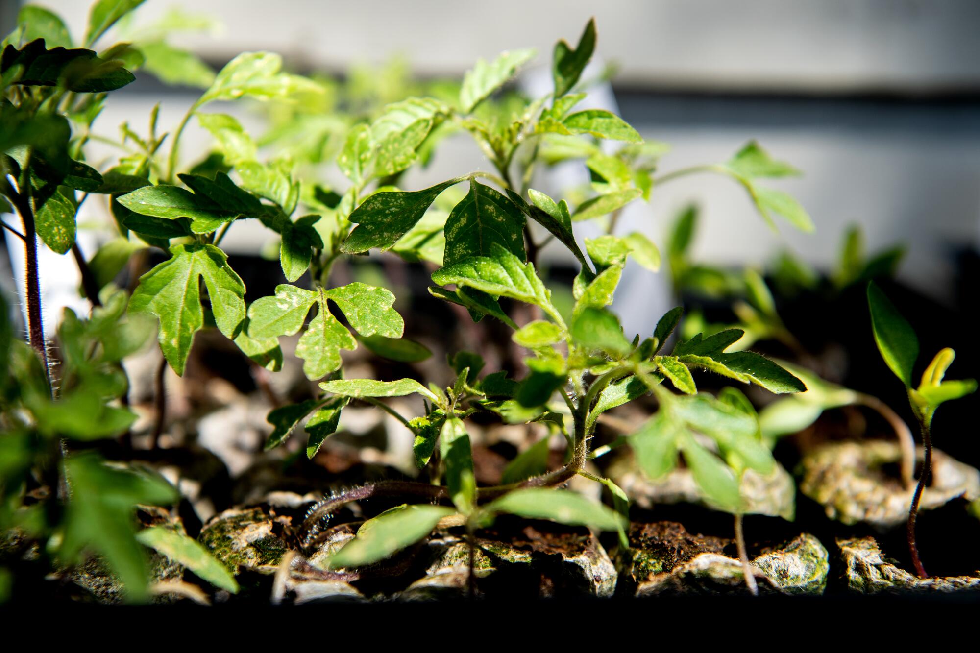 A green, leafy plant from Lindsey's nursery.