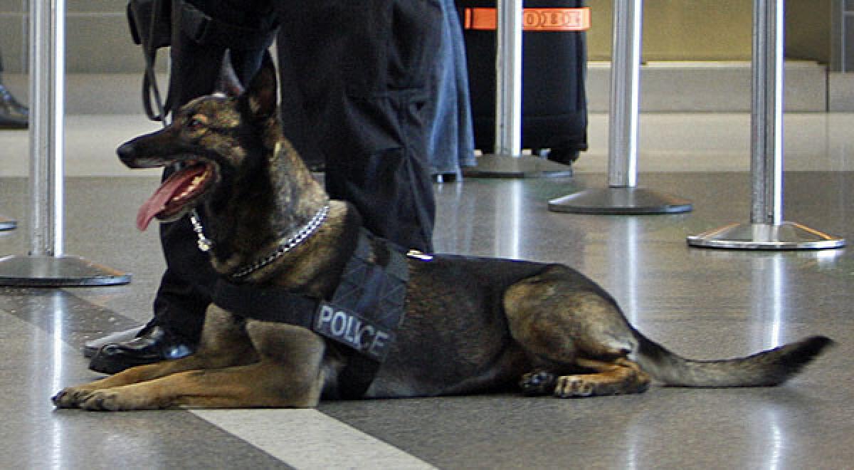 In Los Angeles in 2011, a Belgian Malinois takes part in training to detect explosives. On Saturday, a Secret Service dog of the same breed fell off a parking deck during a security sweep.