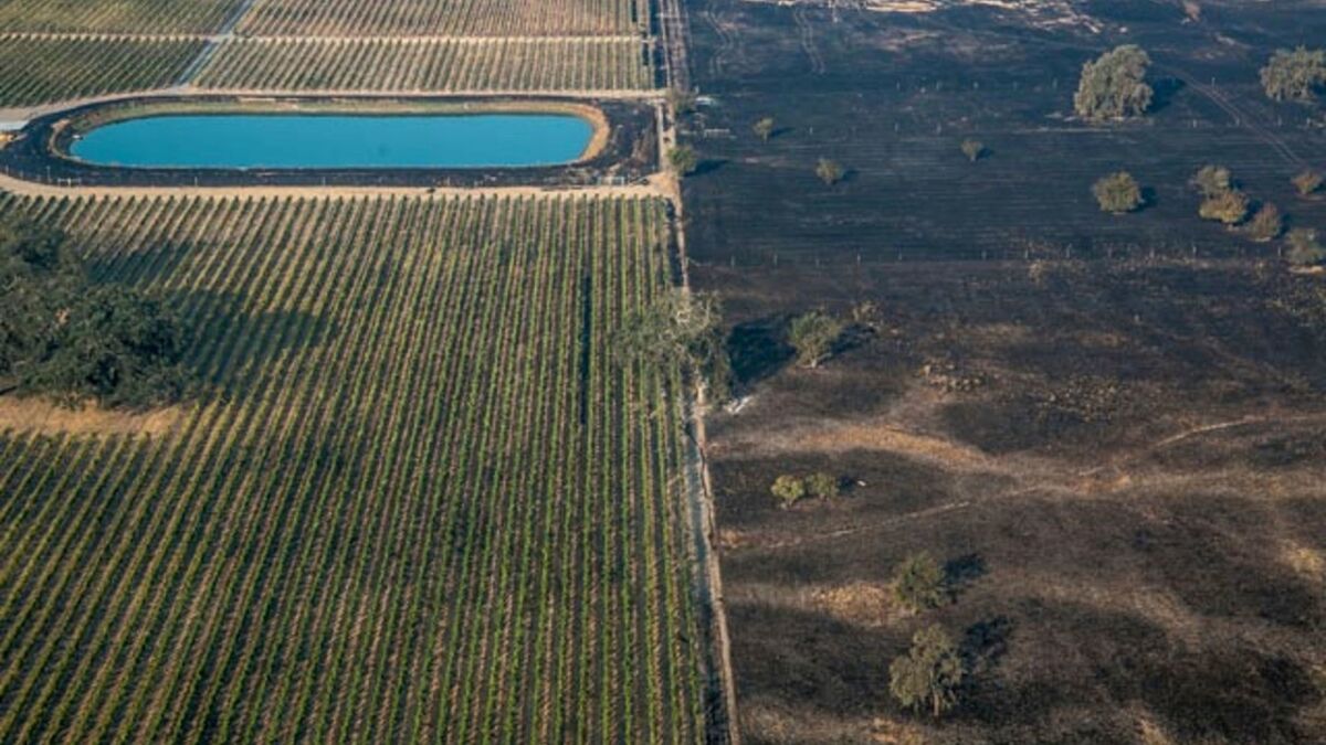 This aerial photo shows a lush vineyard next to a scorched wasteland near Vintners Inn, just north of Coffey Park, Sonoma County, near Santa Rosa, Calif., on Oct. 12, 2017.