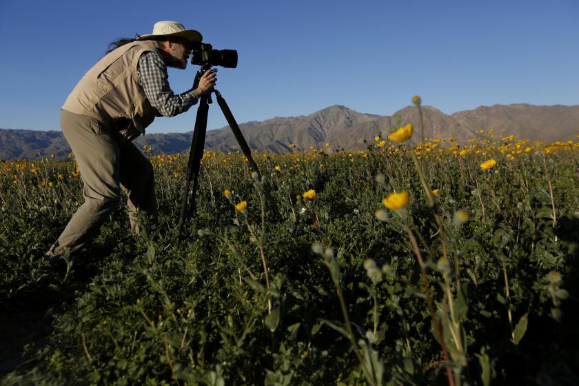 Borrego Springs, CA March 11, 2017: In the early morning light, Mike Lightner, (CQ) 65, of Boulder, CA using a medium format camera to photograph flowers, in the Anza Borrego Desert State Park in San Diego County, CA March 11, 2017. Peak blooms are expected on the desert floor this month after the heavy winter rains. (Francine Orr/ Los Angeles Times)