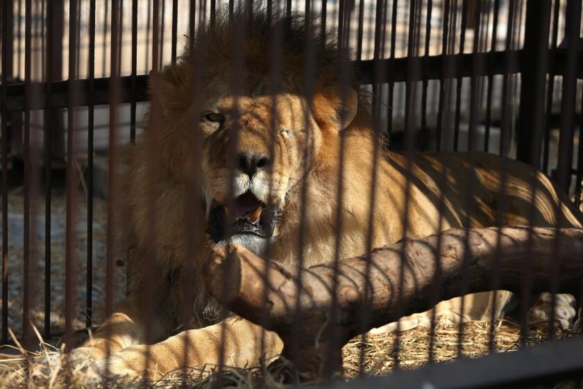 A former circus lion, who's missing an eye, rests inside a cage at a temporary refuge on the outskirts of Lima, Peru. He and 32 others will be transported to a South African sanctuary.