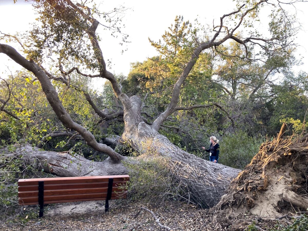 A fallen oak tree next to a park bench