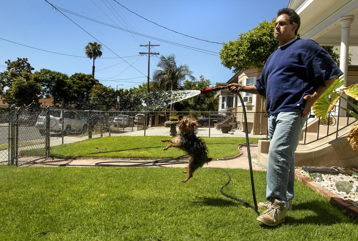 A man waters his front lawn with a hose as a small dog leaps up toward the stream of water.