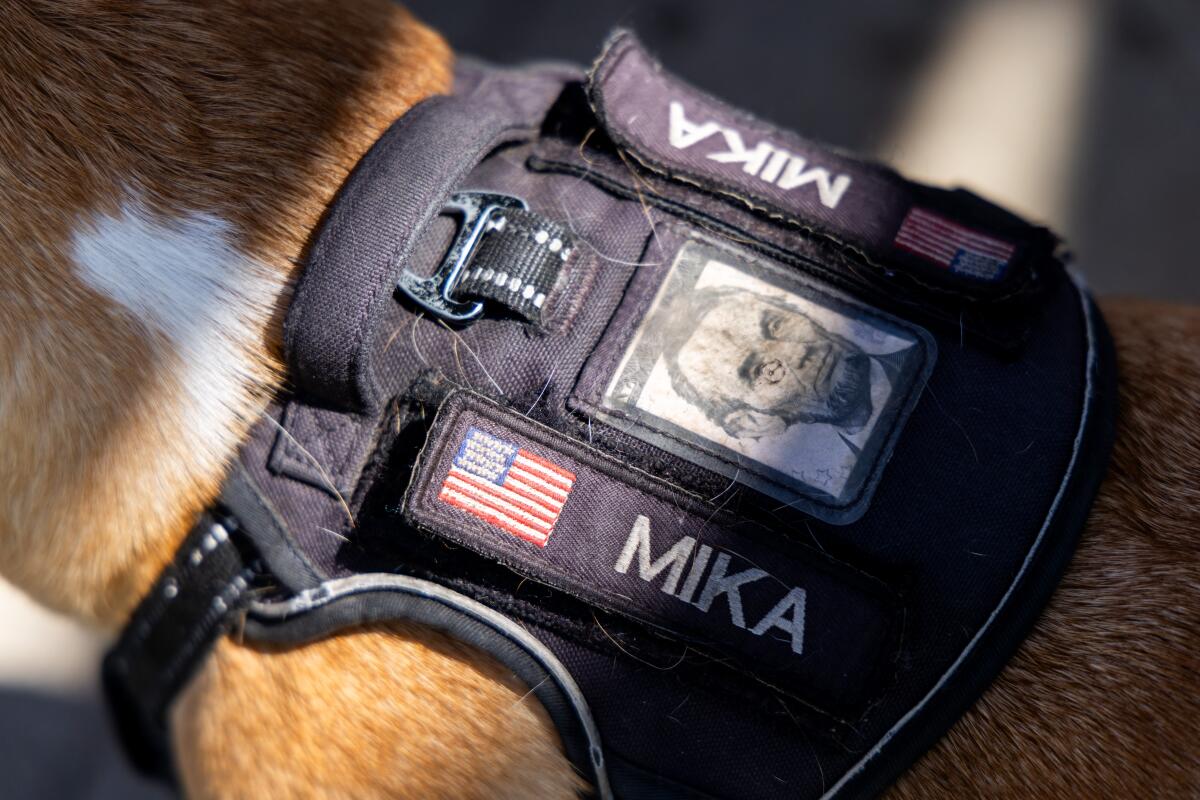 Mika, 3, wears a personalized harness with a $5 bill tucked inside.