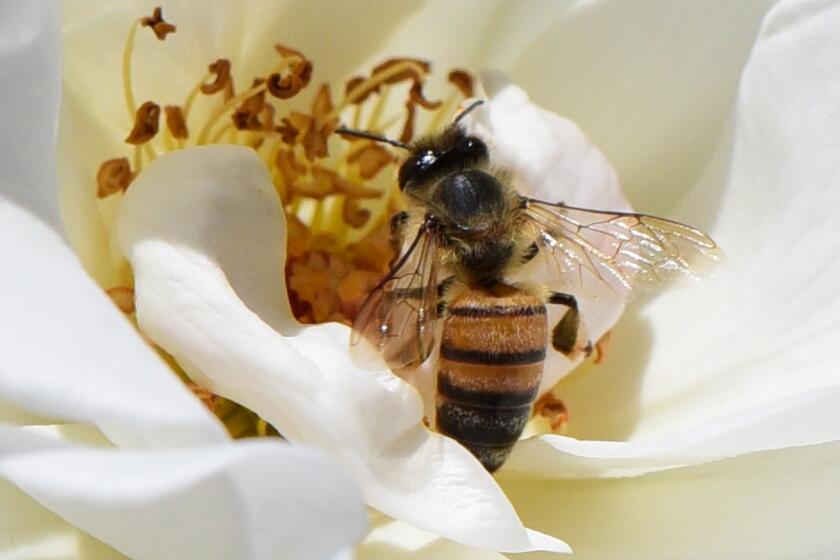 A bee enjoys the pollen in a white rose.