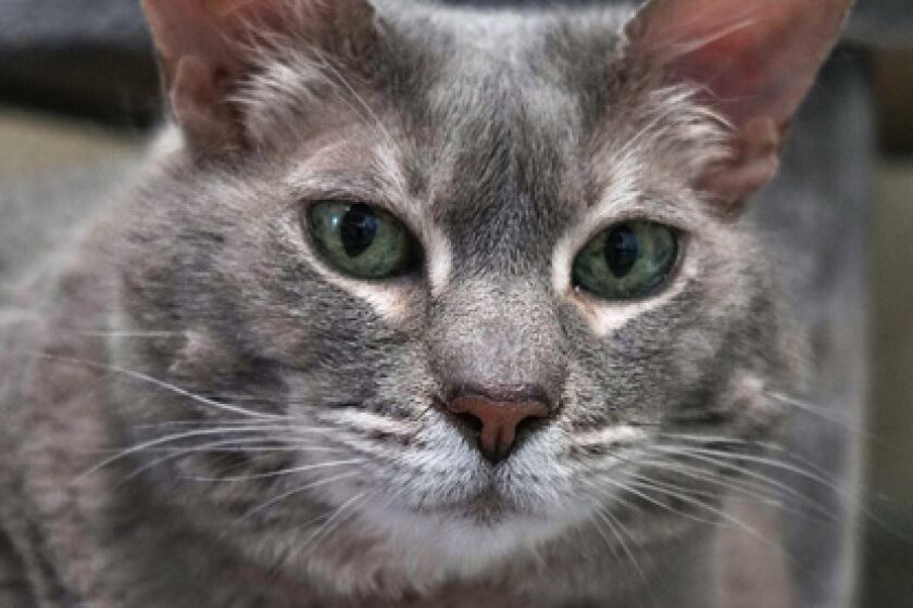Pet of the week is a shy cat looking for a safe home.