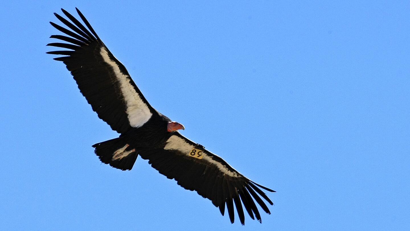 California condors released after treatment