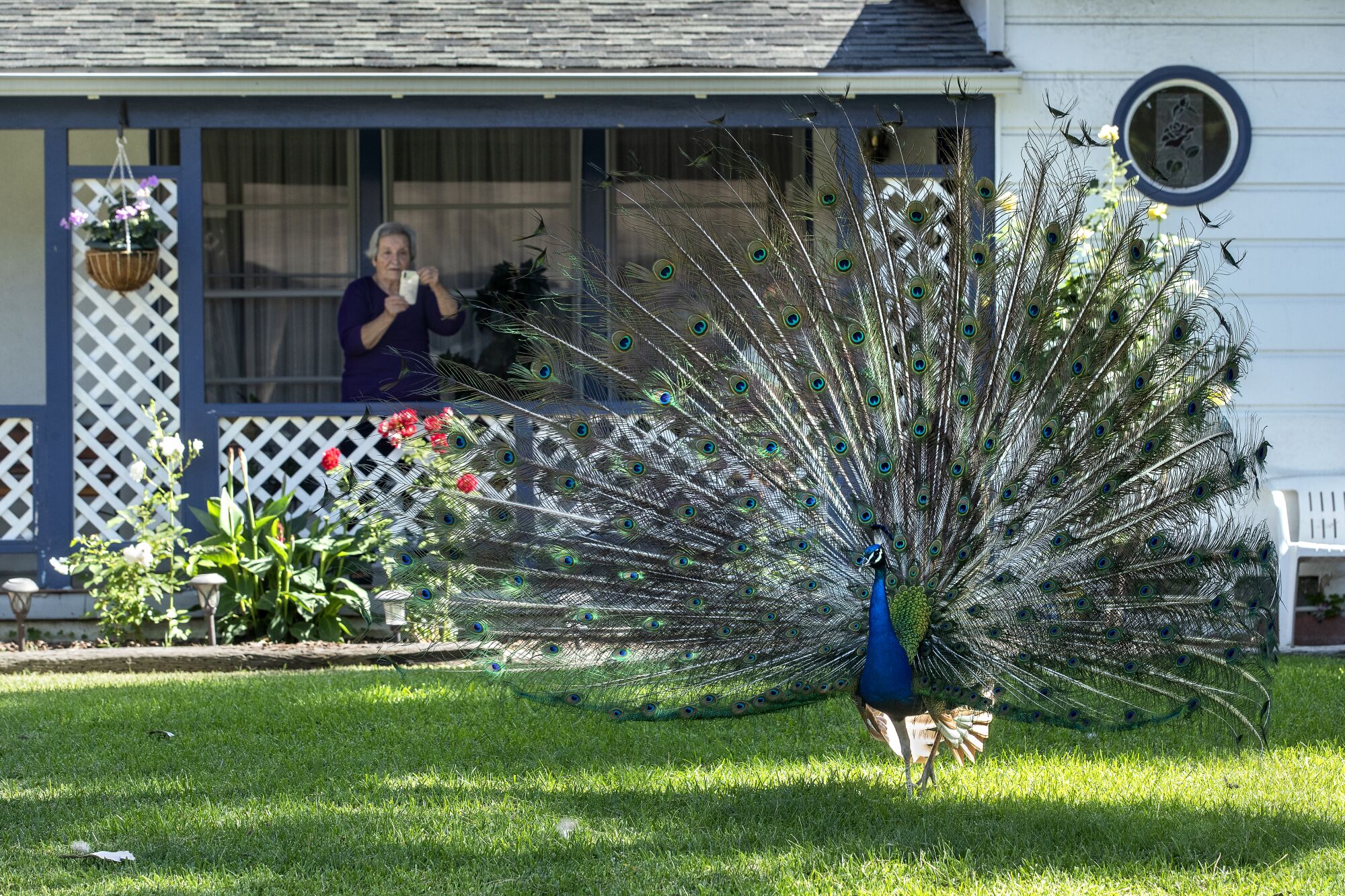 A woman on her front porch photographs a peacock in her yard