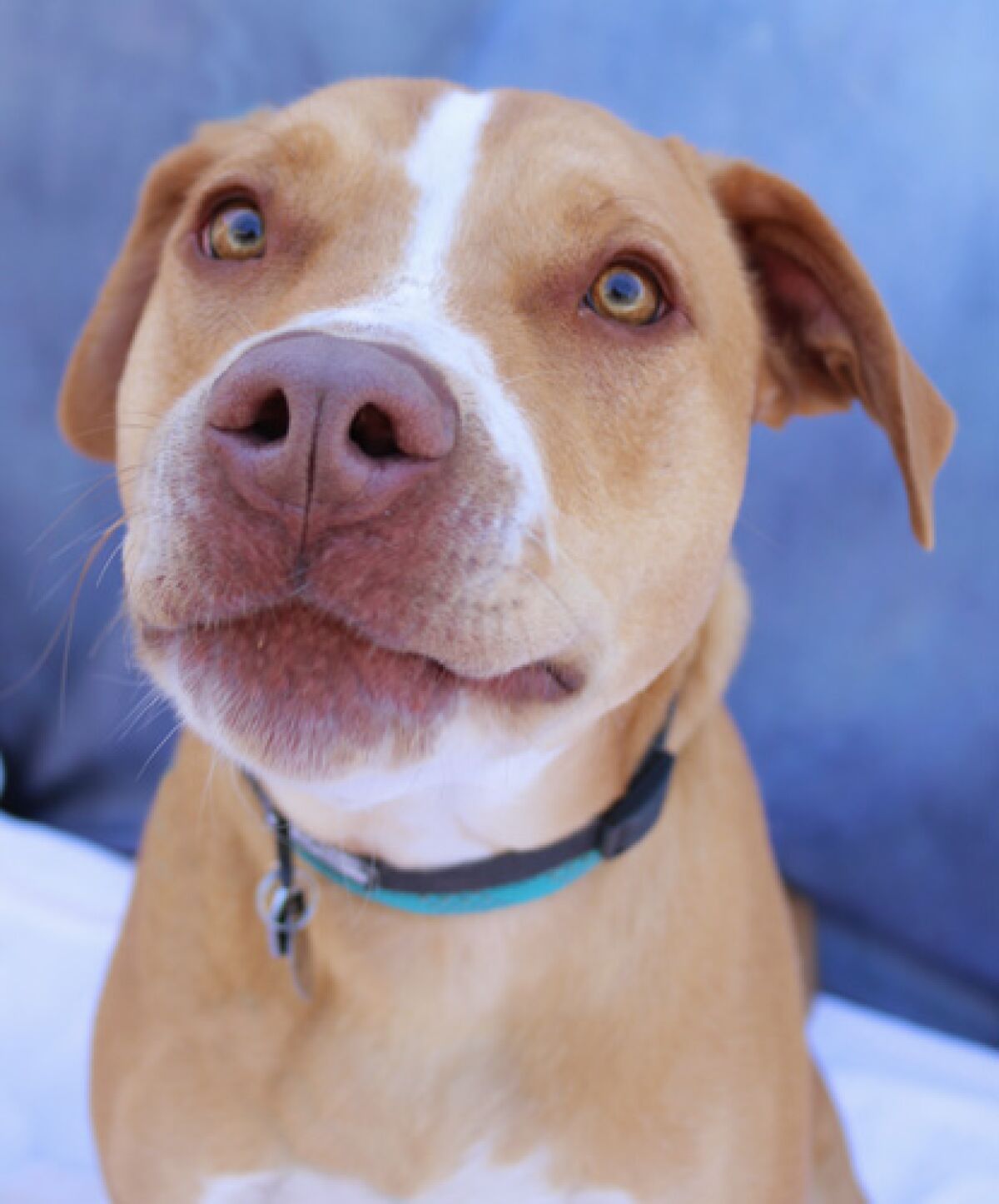 dommer Pak at lægge trappe Pet of the week is Labrador retriever/pit bull mix - The San Diego  Union-Tribune