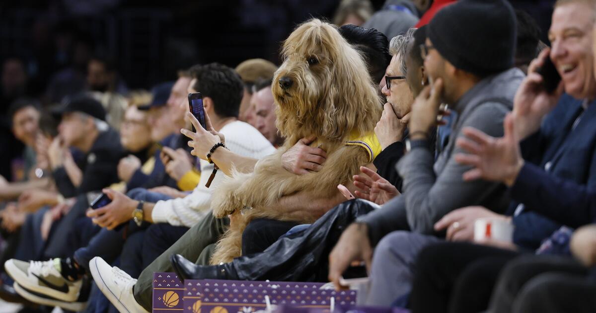 Pourquoi y avait-il un gros chien assis sur le terrain lors du match des Lakers ?