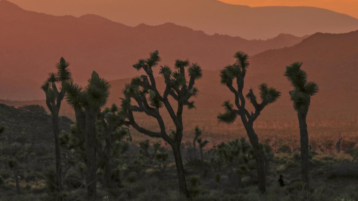 A stand of Joshua Trees forms a unique silhouette against the colors of sunset in Joshua Tree National Park.