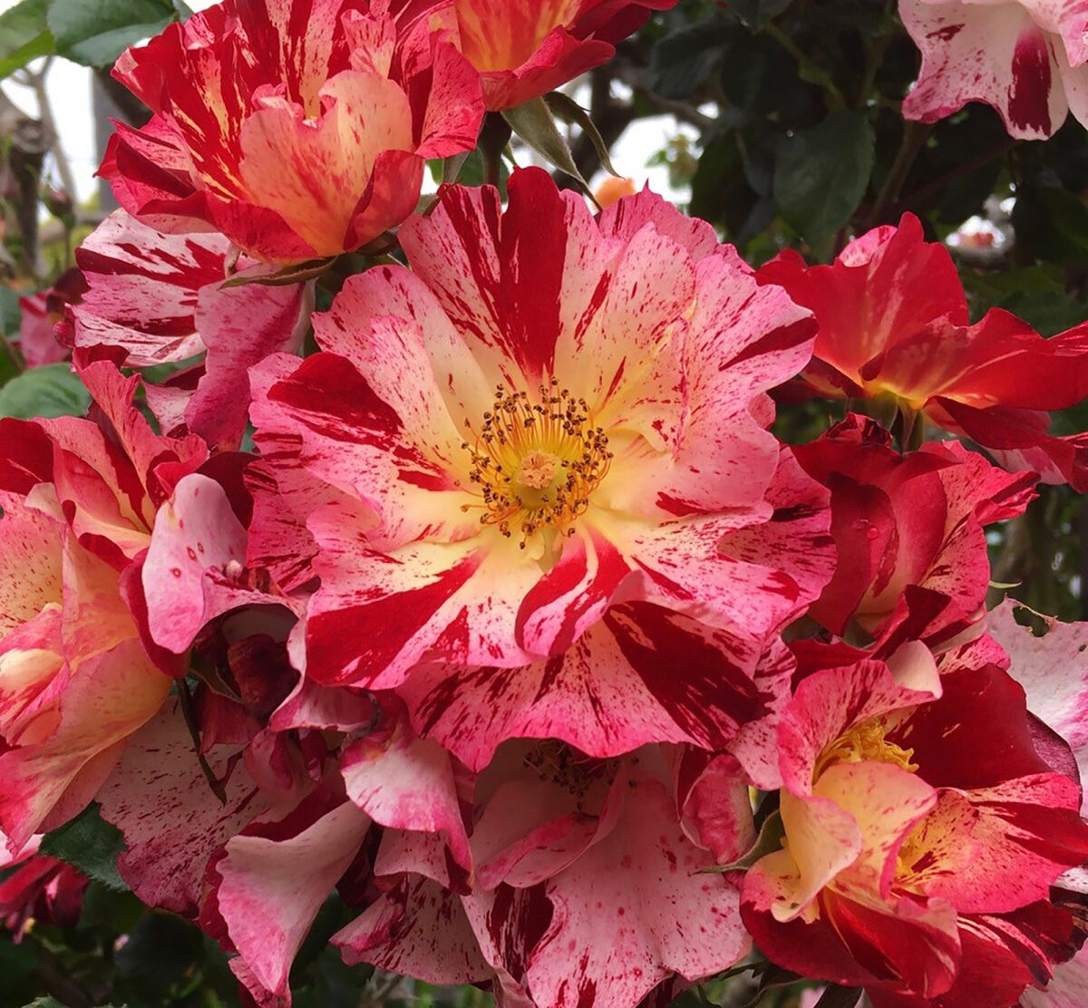 The red and white striped ‘Fourth of July’ rose is a definite climber.