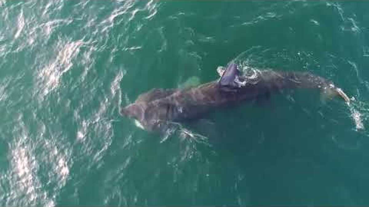Like the 'Loch Ness Monster': Basking sharks return to ...