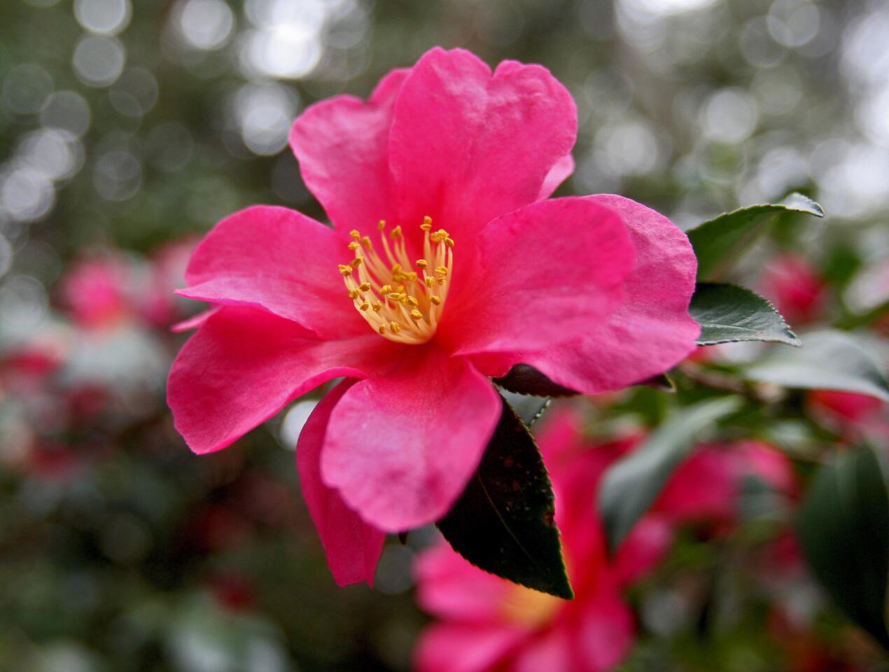 Photo Gallery: Descanso Gardens' Camellia and Tea Festival