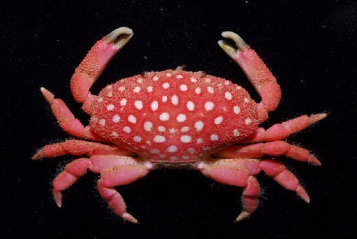 In this undated image released from the National Taiwan Ocean University, a new species of crab (Neoliomera Pubescens) is displayed. A marine biologist said he has discovered a new crab species off the coast of southern Taiwan that looks like a strawberry with small white bumps on its red shell. (AP Photo/National Taiwan Ocean University)