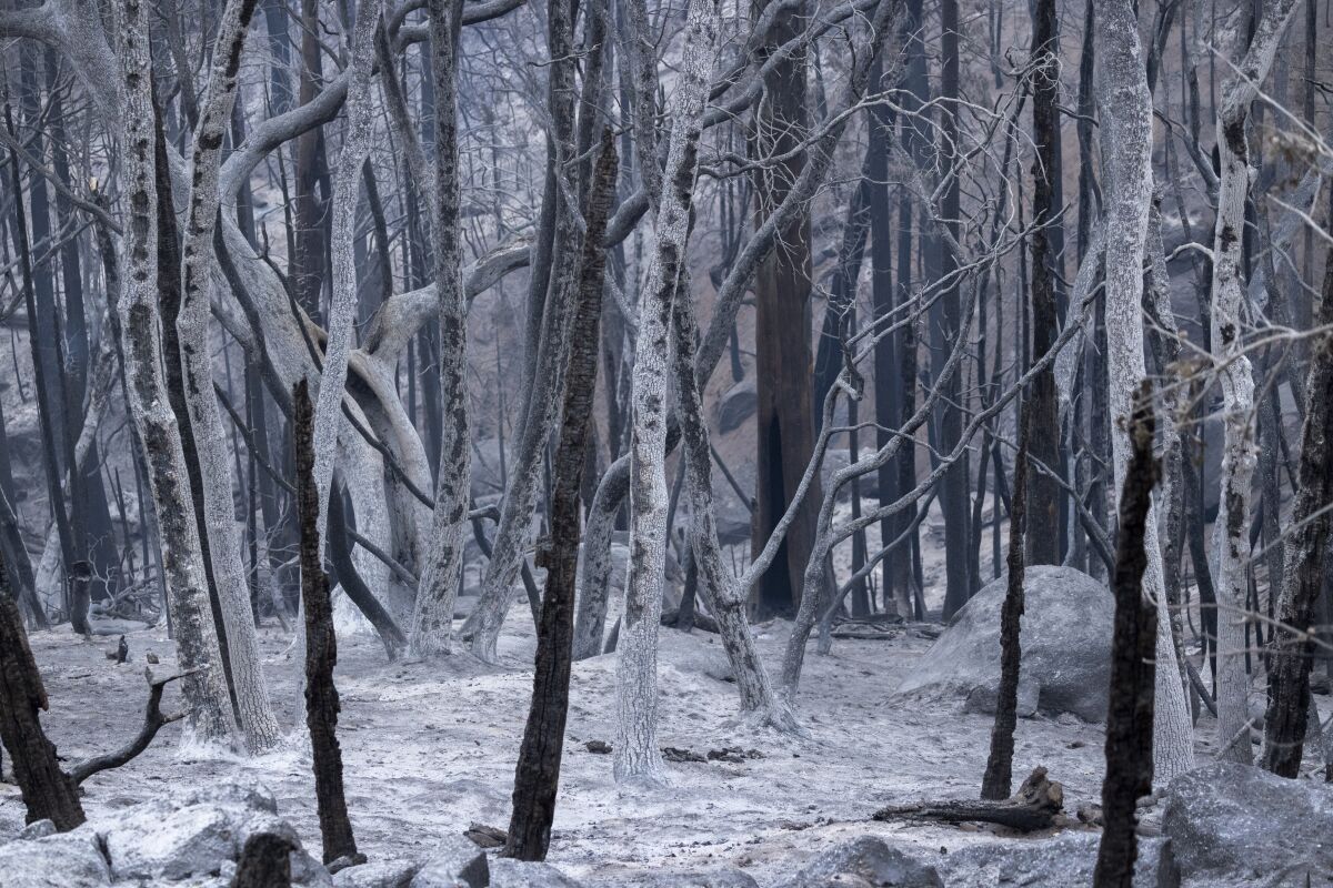 A forest of ashen trees appears as if in a winter scene in the wake of the Windy fire.