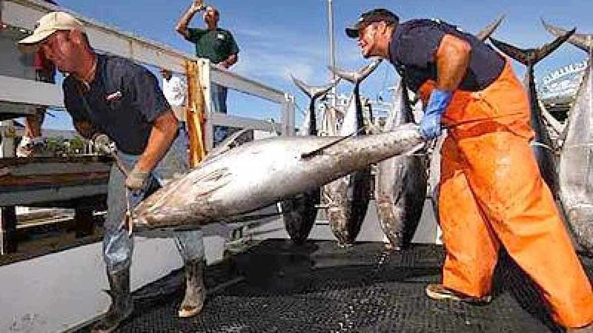 ABC South East SA - SA'S TUNA FLEET RELOCATES TO ROBE AS FISH MOVE