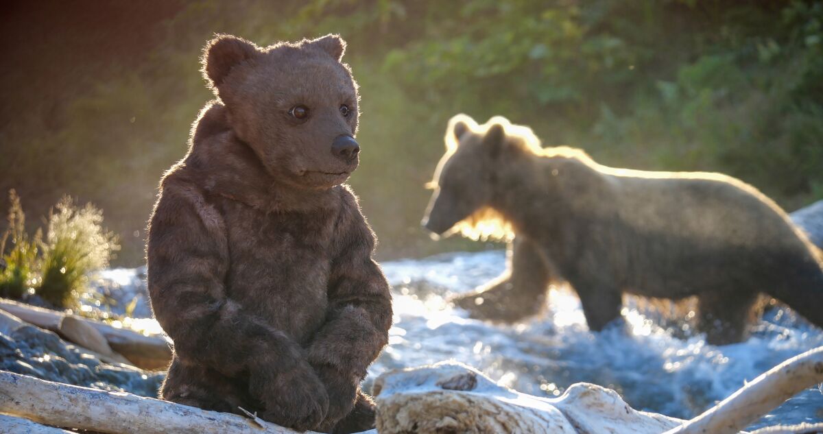 A spy bear and a live grizzly in "Spy in the Wild: A Nature Miniseries" on PBS.