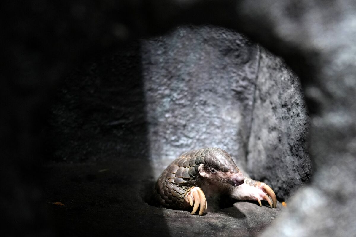 A Chinese pangolin is seen at its enclosure at the zoo in Prague, Czech Republic, Thursday, May 19, 2022. Prague's zoo has introduced to the public a pair of critically endangered Chinese pangolins as only the second animal park on the European continent. (AP Photo/Petr David Josek)