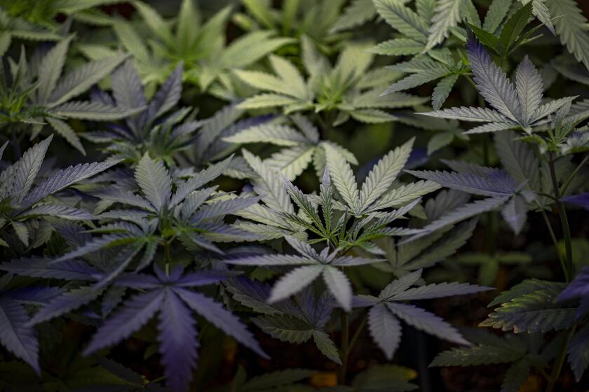 ANZA, CA - JULY 2, 2020: An indoor cannabis plant belonging to Ronnie Bell, of Anza on July 2, 2020 in Anza, California. He is an unlicensed marijuana cultivator who suffered from a torn rotator cuff after being raided by the Riverside County Sheriff's Department on May 13, but continues to grow cannabis to supplement his income and supply himself with weed for medicinal use. (Gina Ferazzi / Los Angeles Times)