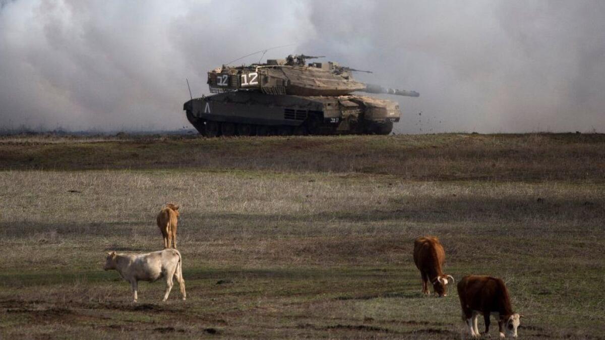 An Israeli tank drives close to livestock during military exercises in the Golan Heights on Jan. 11, 2016.