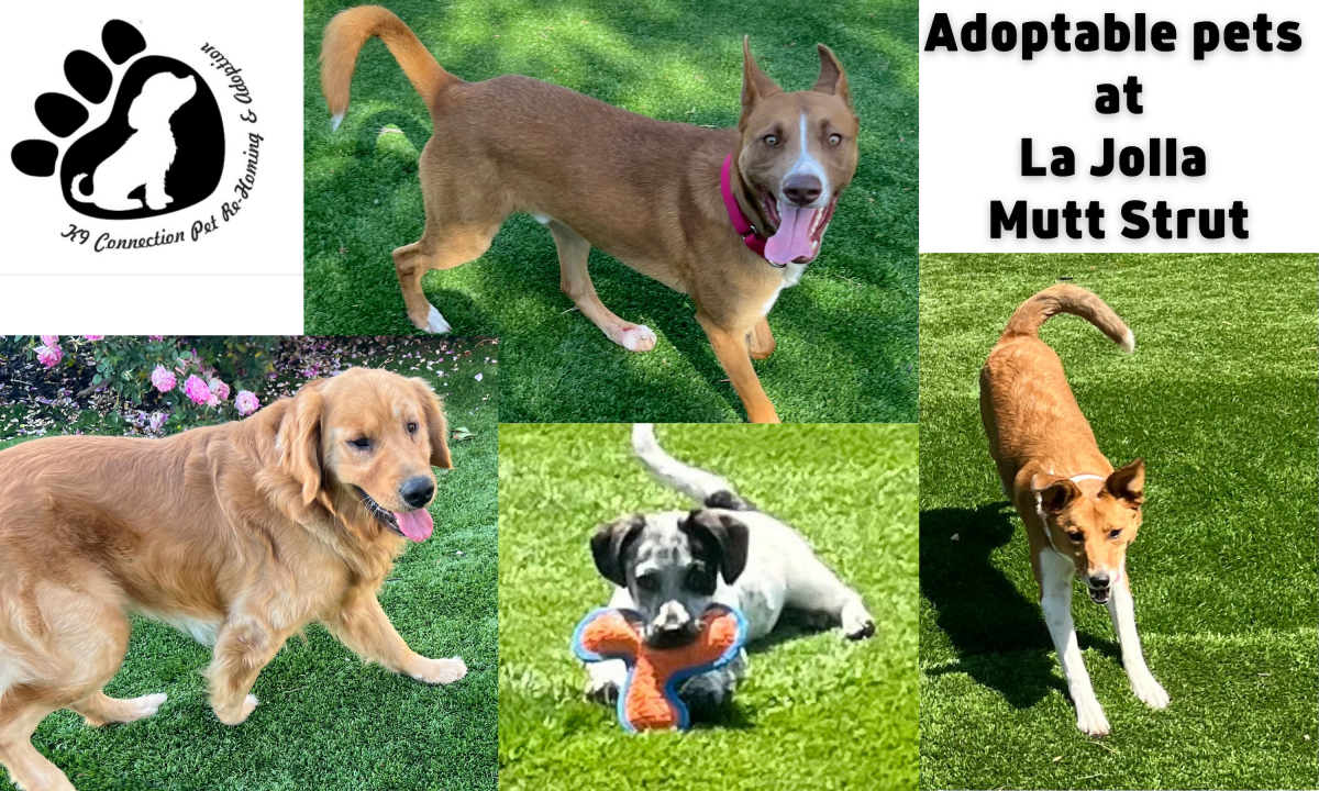 The "La Jolla Mutt Strut" will include dogs available for adoption from a local rescue agency.