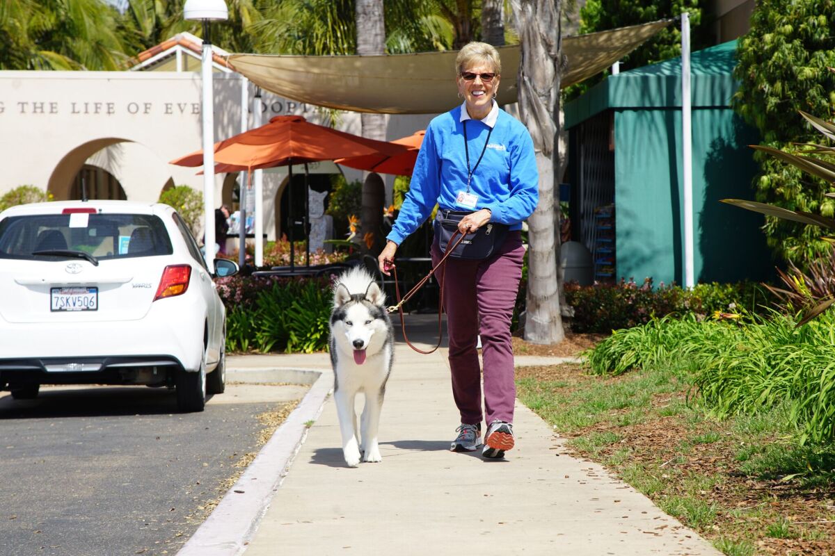 La Jolla resident Linda Falconer has had several volunteer roles with the San Diego Humane Society.