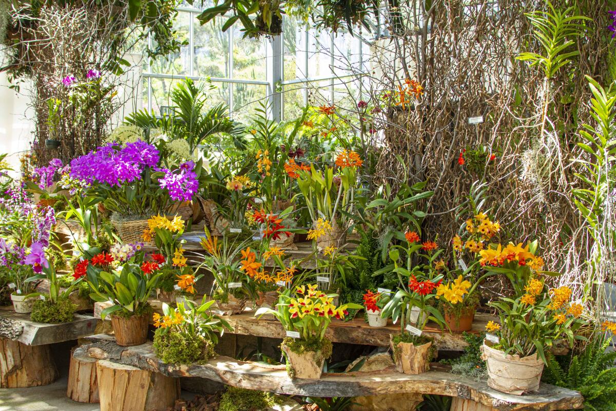 Every week, San Diego Botanic Garden's month-long exhibit is refreshed with new orchids.